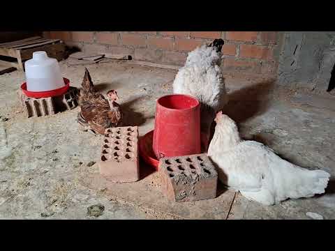Como curar y prevenir la viruela en gallinas