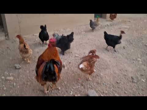 Por que se pone la cresta morada en las gallinas