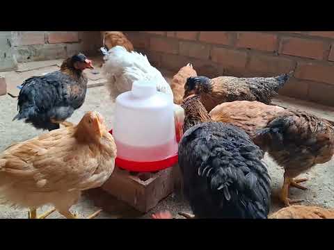 Es recomendable la crianza de gallinas en casa