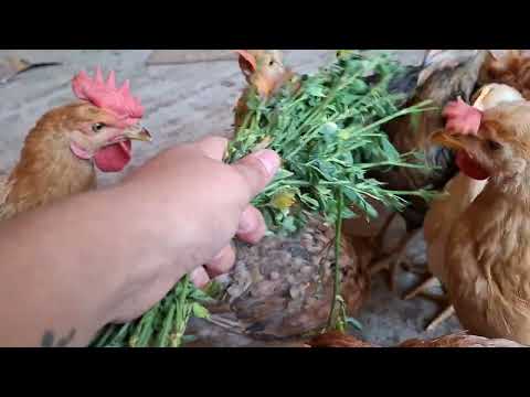 Has un pequeño negocio criando 20 gallinas