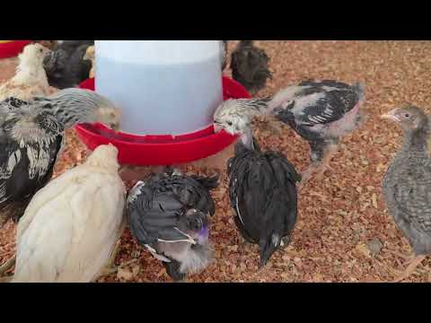 Debes de saber esto antes de la crianza de GALLINAS CRIOLLAS
