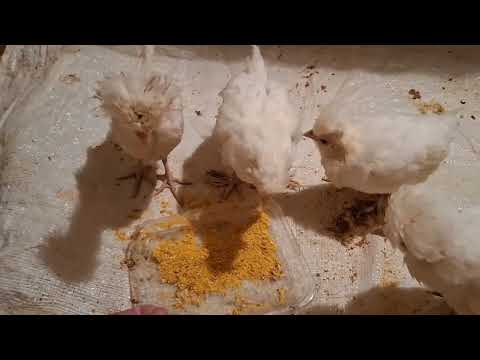 Vale la pena gastar 100 dólares por 1 gallina