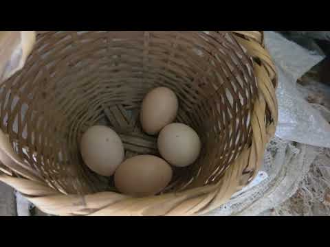 Acompáñame a revisar si los HUEVOS de mi gallina son