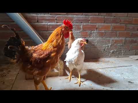 Tus gallinas comen plumas mira la solución