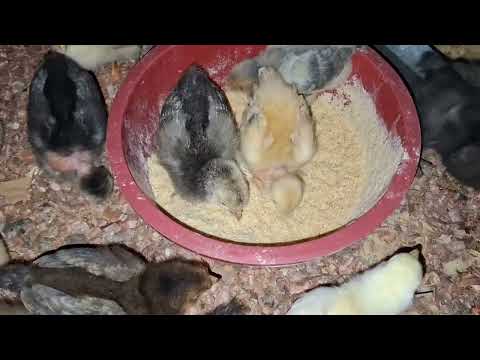 Gallinas criollas La oportunidad de negocio que no te