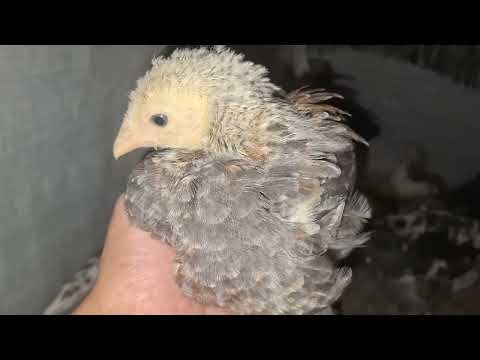 Qué hacer si tienes pollos o gallinas enfermas