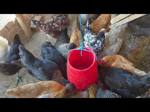 Las gallinas de Danusska no quieren poner huevos