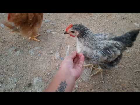 Todo lo que tienes que saber antes llevar nuevas gallinas a