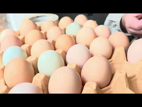 Cuántos huevos se recoge con 70 gallinas en 1 día