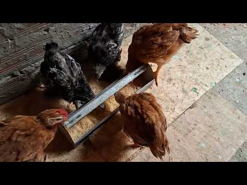Que raza de gallina es recomendable para empezar a criar