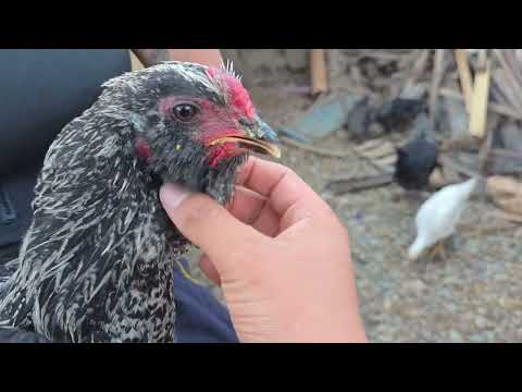 Tip para hacer crecer rápido a tus gallinas