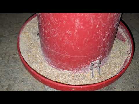 Es recomendable tener gallinas viejas en un gallinero