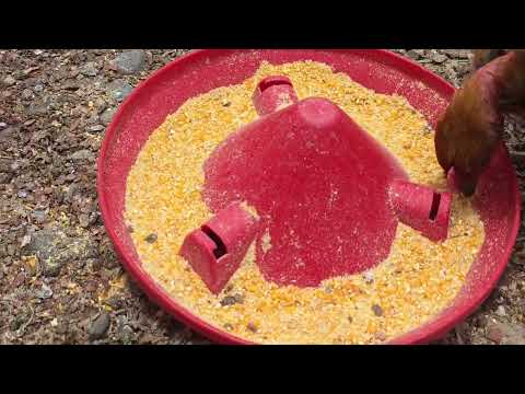 Aprende a criar GALLINAS CRIOLLAS desde el patio de tu casa