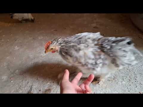 Crianza de gallinas de forma fácil desde casa