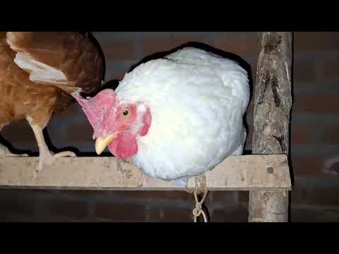 Es rentable criar gallinas de manera casera
