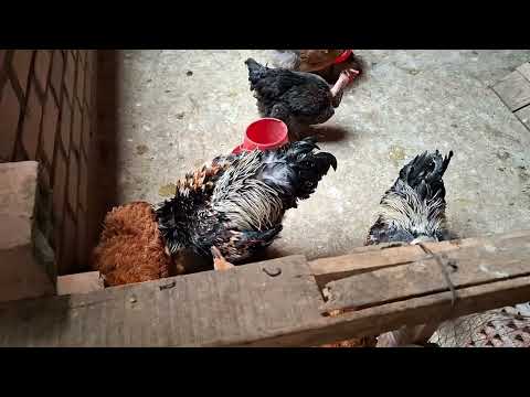 Si no quieres que tus gallinas se moeran Has esto
