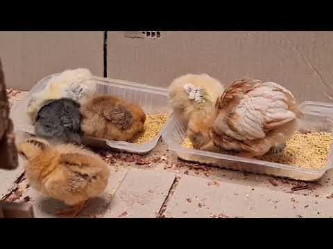 Has esto si quieres tener buenas gallinas