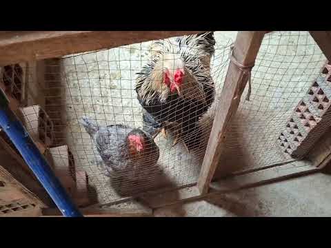 Por este motivos tus gallinas NO crecen rápido