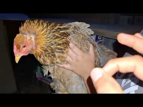 Cómo hacer para tener gallinas cluecas y tener pollitos