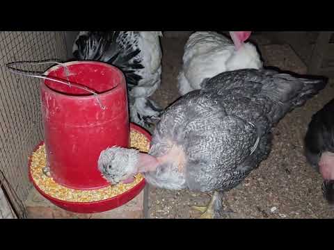 No cometas estos errores Si quieres emprender con gallinas