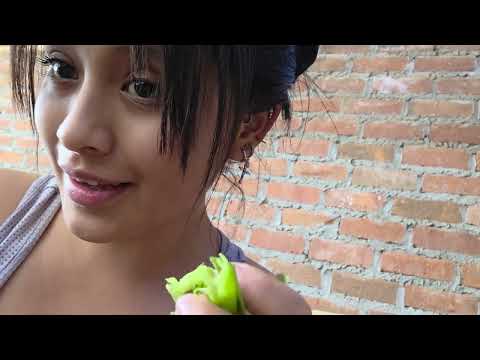Alimento GRATIS Así cosecho la comida para mis GALLINAS