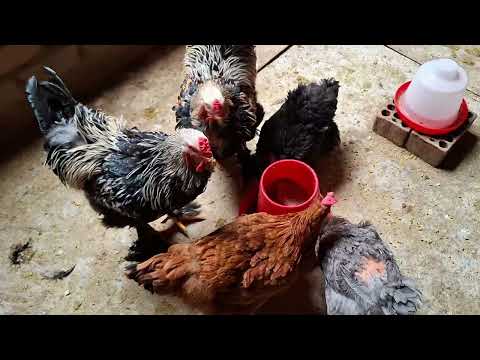 El secreto mejor guardado de las gallinas criollas No lo