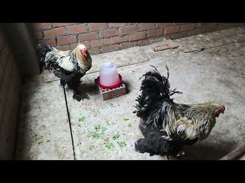 Vale la pena tener gallinas hasta que estén viejas