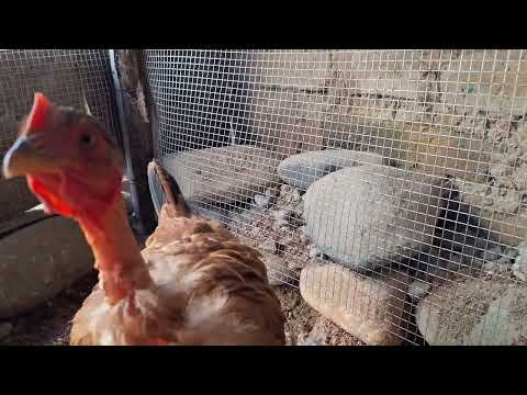 Para un negocio de gallinas debes saber esto