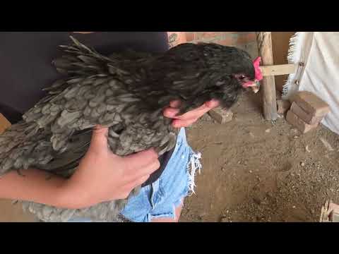 Compre gallinas por Internet y esto fue lo que llegó