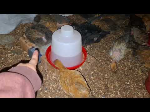 Como optimizar tu espacio para tener más gallinas criollas