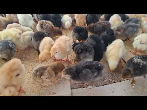 Así se ve un emprendimiento con 100 gallinas