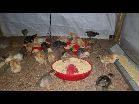 Crecimiento y desarrollo de nuestros 100 pollitos criollos