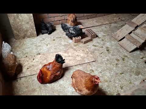 Como combatir el piojo en las gallinas