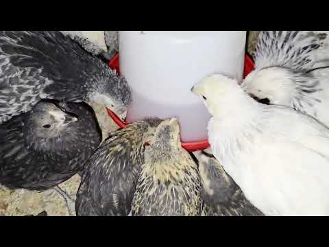 Si cuidas mal a tus gallinas esto te pasará