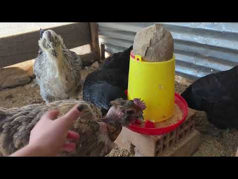 Como es cuidar 60 gallinas en un día