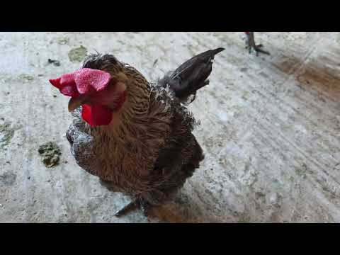 El truco para ganar el doble criando GALLINAS CRIOLLAS