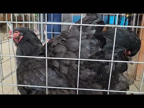 Conoce más variedades de gallinas ornamentales en Perú