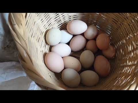Danusska alimenta solo con maíz a sus gallinas y pasa esto