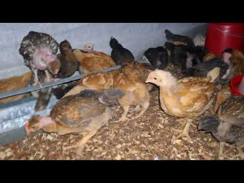 El secreto oculto de las gallinas Te vas a quedar en shock