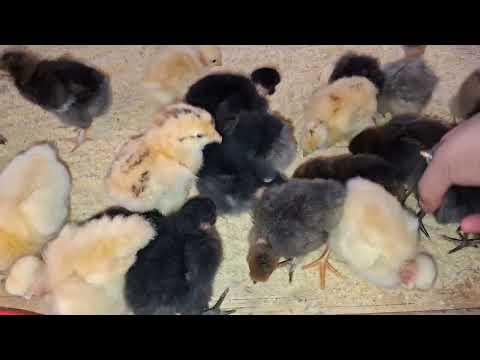 Crisis económica Las gallinas criollas son la solución