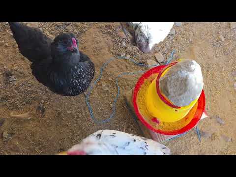 Como ganar dinero con solo 8 gallinas