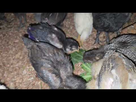 Mi emprendimiento con gallinas que ponen huevos de color
