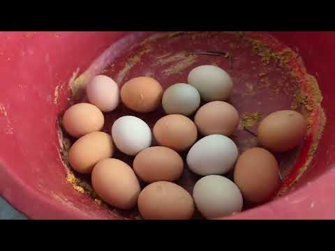 Con 30 gallinas cuántos huevos se recoge en un día