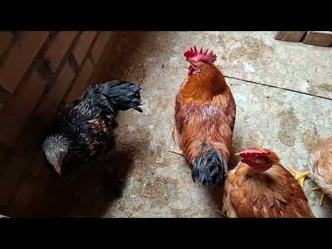 Con un solo remedio no salvarás a tus gallinas de las