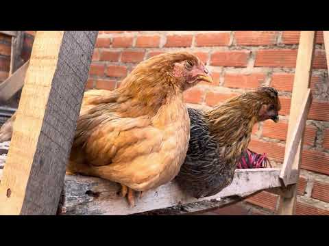 Has un negocio hoy mismo con gallinas desde tu casa