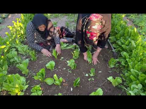 ANNEMİN BAHÇESİNİ SULADIK MARUL DİKDİK SOHBETLİ VLOG