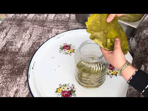 LİMON GİBİ SALAMURA YAPRAK NASIL YAPILIR 5 KG BİDONA KAÇ