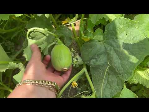 GELDİK KURUTULMUŞ KAYSILARI BUZLUĞA KOYDUK ANNEMİN EVİNİ