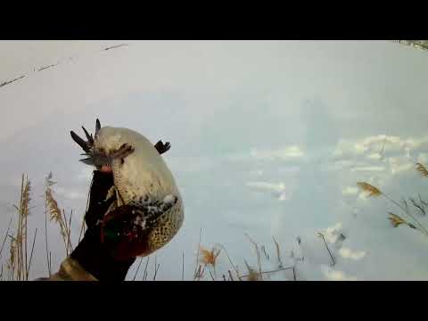 ÖRDEK AVI LİMİTLERİ DOLDURDUK KARDA ÖRDEK AVI DUCK HUNTING