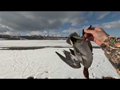 SHOTKAM LI ÖRDEK AVI DUBLE VURUŞLAR ÇOK NET DUCK HUNT